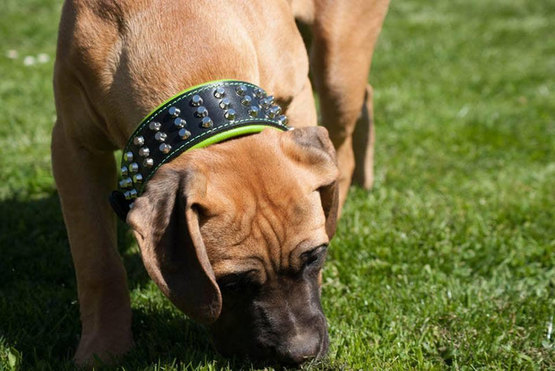 Dog with Bestia studded leather dog collar