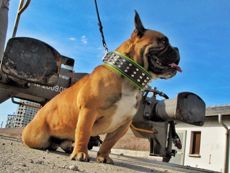 Bulldog with Bestia studded leather dog collar