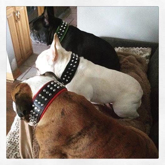 Bulldogs with Bestia studded leather dog collar