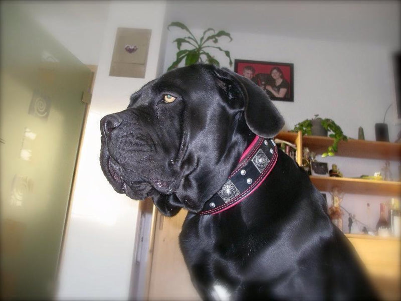 The "Eros" collar black - Bestia Dog Gear
