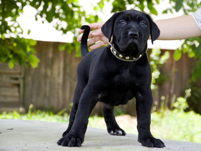 black puppy with Bestia dog collar