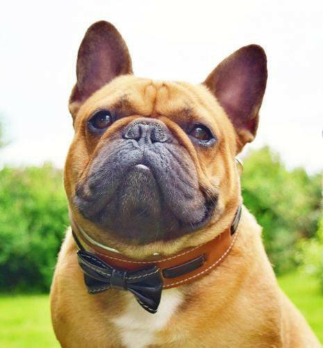 bestia dog gear The Bowtie Collar brown Size S- fits a neck of 13.8- 16.7 inch (35- 42.5 cm) / Collar Only