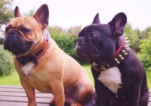 The Bowtie Collar brown Size XL- fits a neck of 22.6- 25.6 inch (57.5- 65 cm) / Collar Only