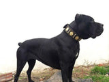 The "Maximus" collar - Bestia Dog Gear
