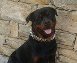 Rottweiler with Bestia Steel dog collar