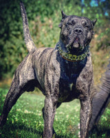 Presa Canario with personalized dog collar from Bestia Collars
