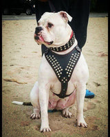 American Bulldog with Bestia leather harness