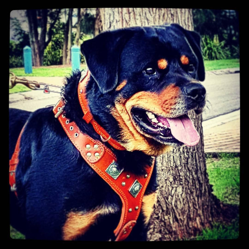 Rottweiler wearing a studded leather harness by Bestia