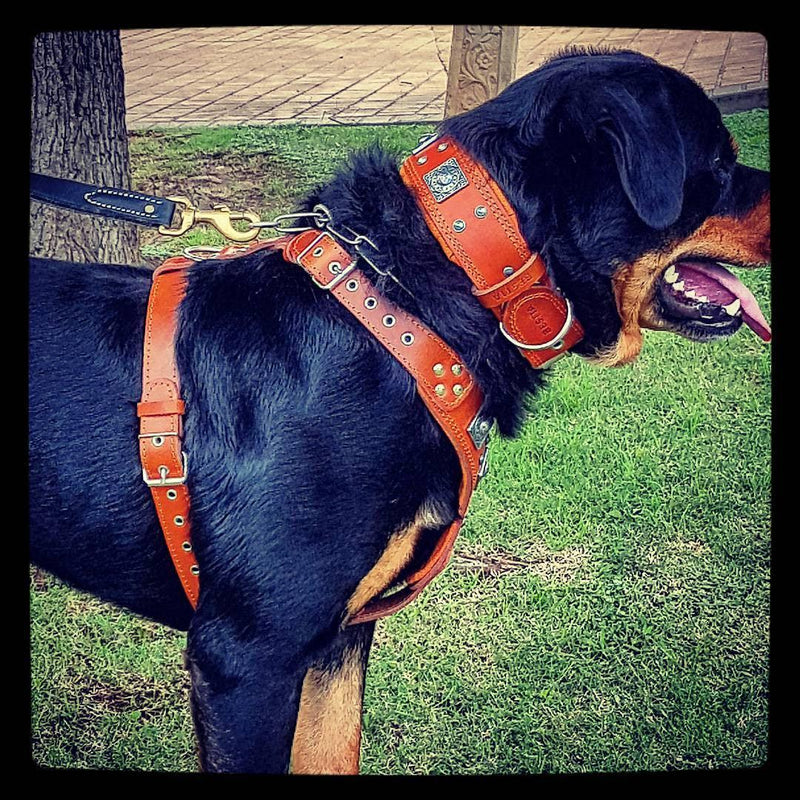 Black Rottweiler with bestia Set harness and collar