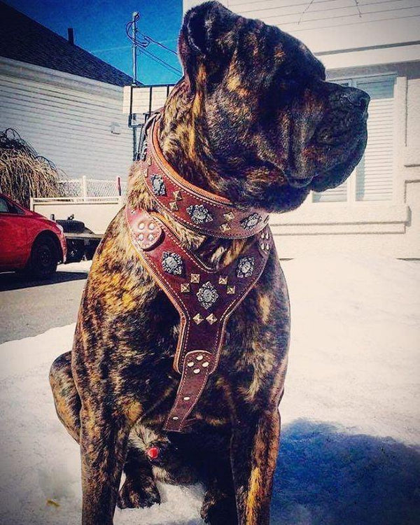 Presa Canario with Bestia studded leather harness and collar