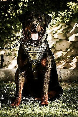 Personalized leather dog 2024 harness