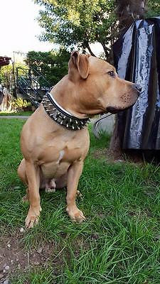 Pitbull with personalized dog collar from Bestia Collars