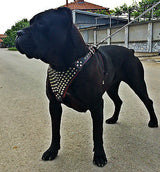The "Gladiator" harness - Bestia Dog Gear