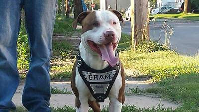 The "Metal" harness- Personalized! - Bestia Dog Gear