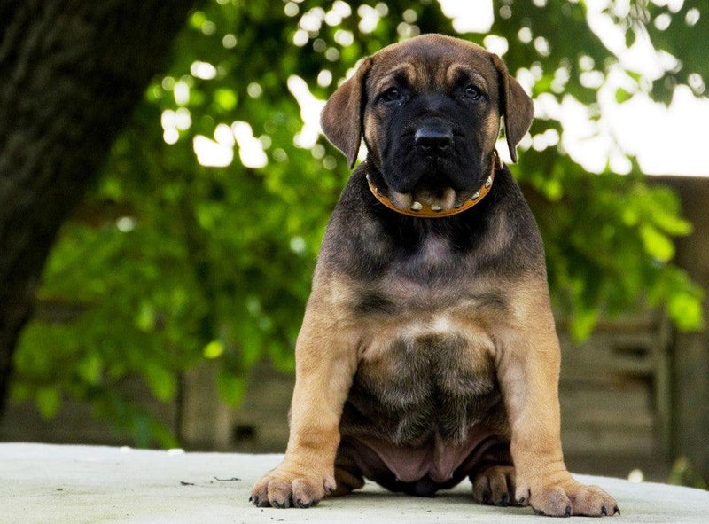 bestia dog gear The Superstar puppy dog collar Size M - fits on a neck of 11.8 to 13.8 inch (30
