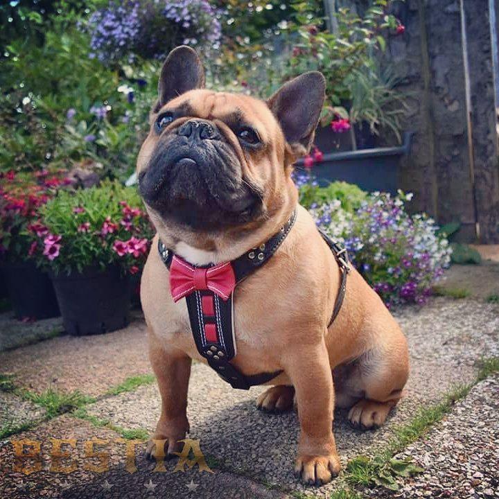 French Bulldog with Bestia leather harness