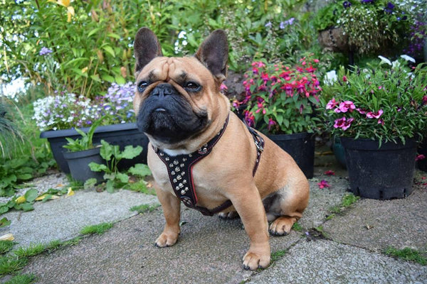 French Bulldog wearing a Bestia harness