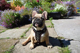 French Bulldog puppy with his Bestia harness
