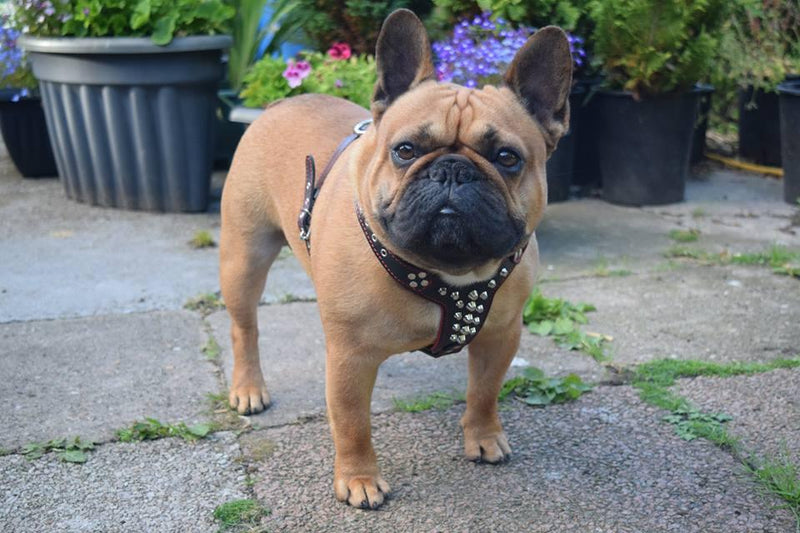 French Bulldog with Bestia harness
