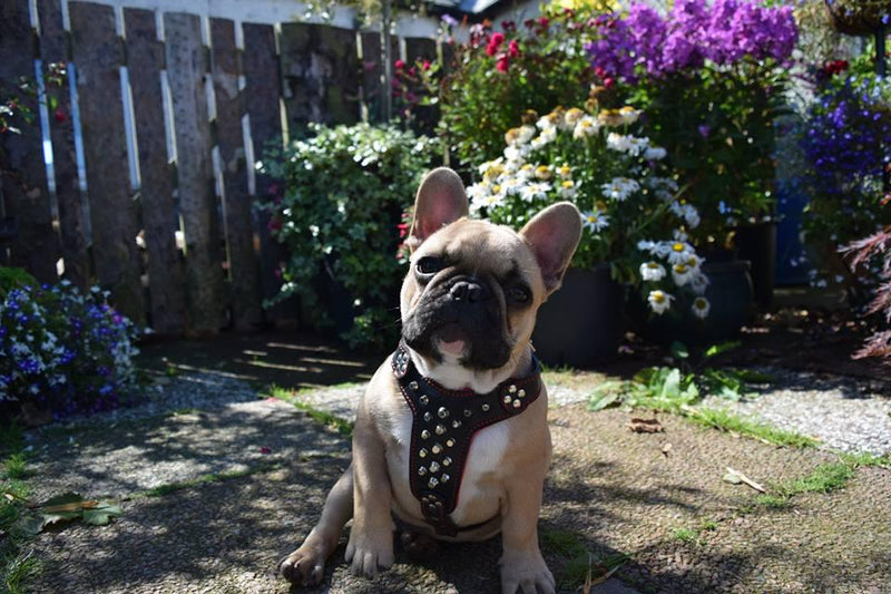 French Bulldog studded harness