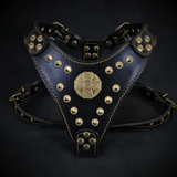 The ''Maximus'' harness Black & Gold  Small to Medium Size
