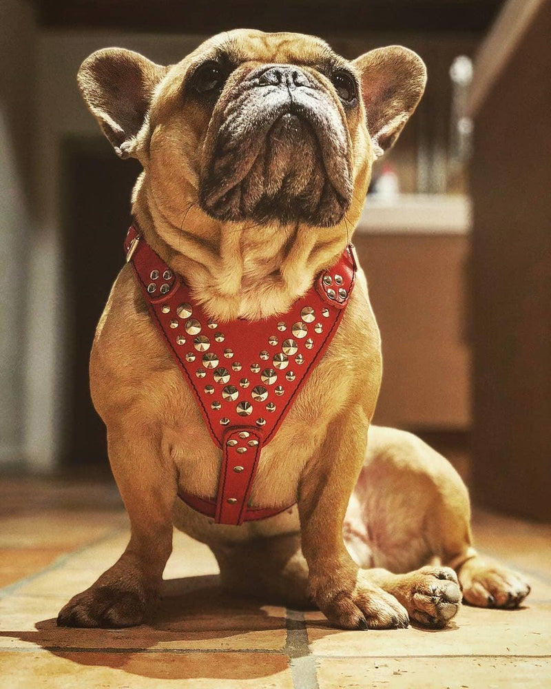 Bestia French Bulldog studded harness