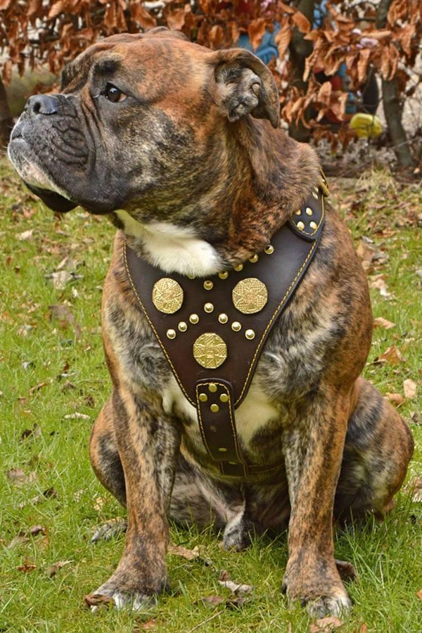 Olde english Bulldog with Bestia leather harness