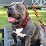American Bully with Bestia red Eros collar