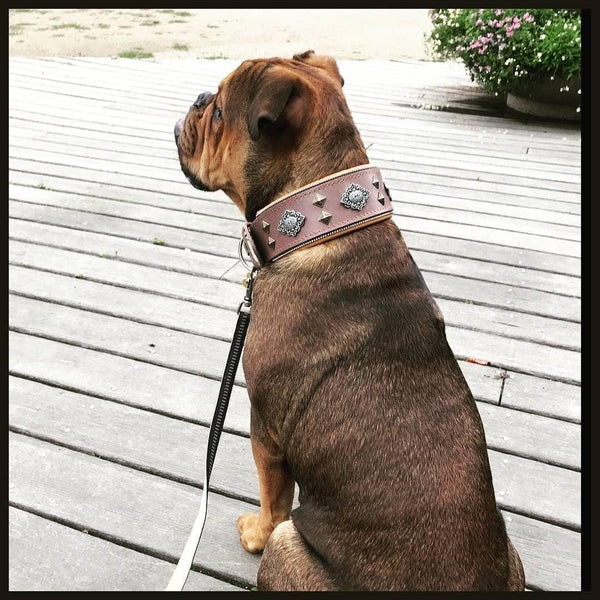 Olde english Bulldog with Bestia leather collar