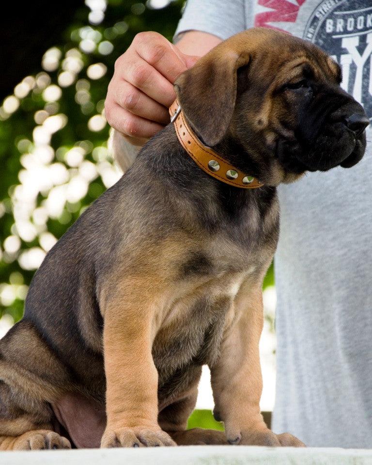 The "Superstar" puppy dog collar - Bestia Dog Gear