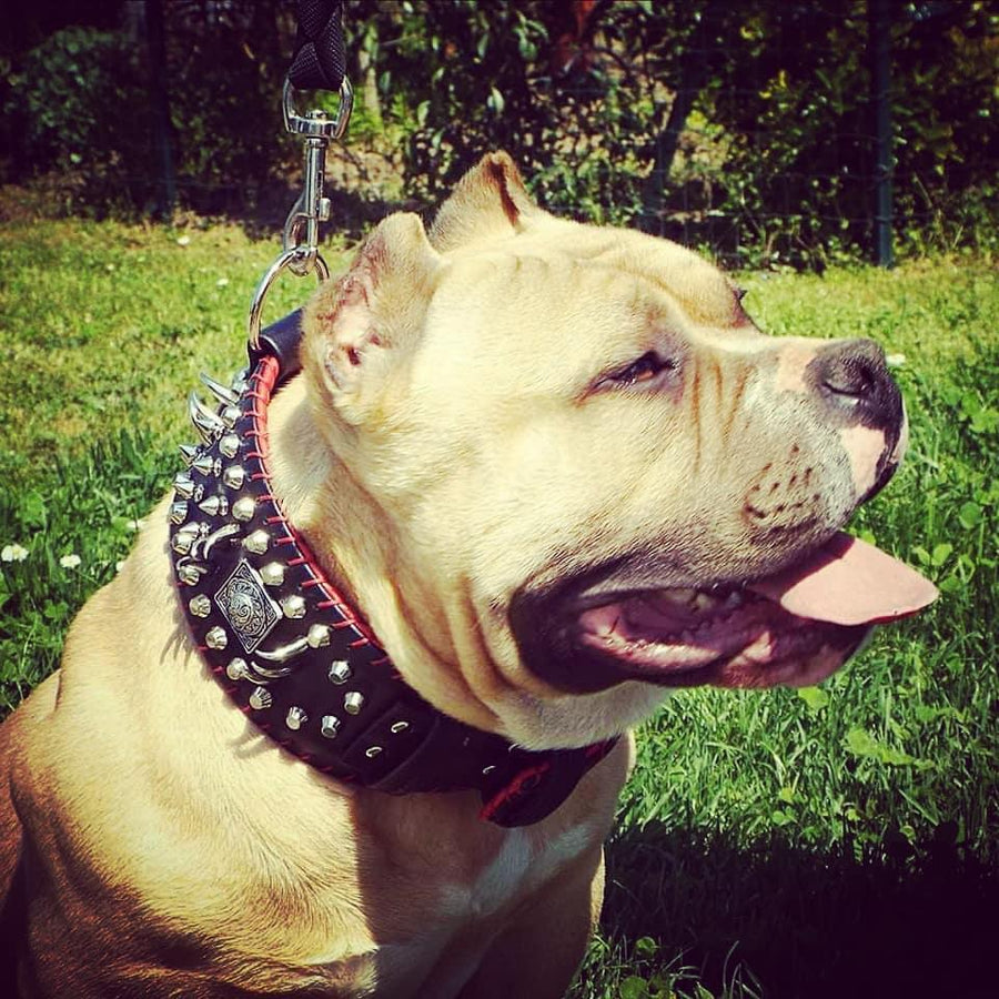 American bully collars hotsell