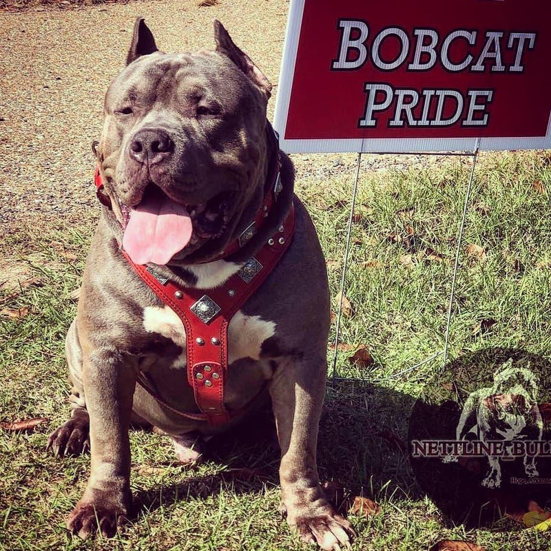 American Bully with Red leather harness