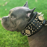 American Bully wearing a Bestia hand stitched 3 inch wide show collar