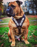 muscular olde english bulldog wearing a chest plate harness by Bestia