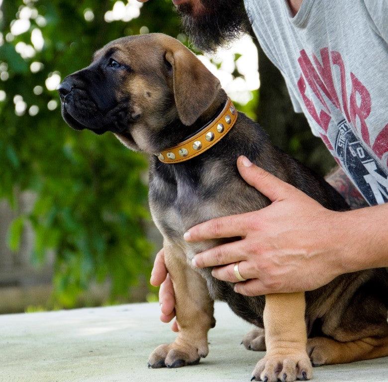 bestia dog gear The Superstar puppy dog collar Size M - fits on a neck of 11.8 to 13.8 inch (30