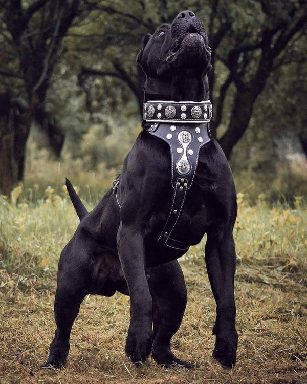 Presa Canario wearing Bestia Hektor dog collar and harness