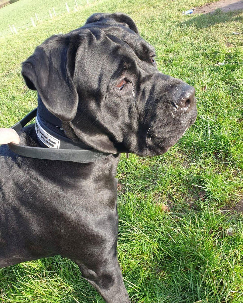 bestia dog gear DOG Sport Collar M-fits a neck of 16.7