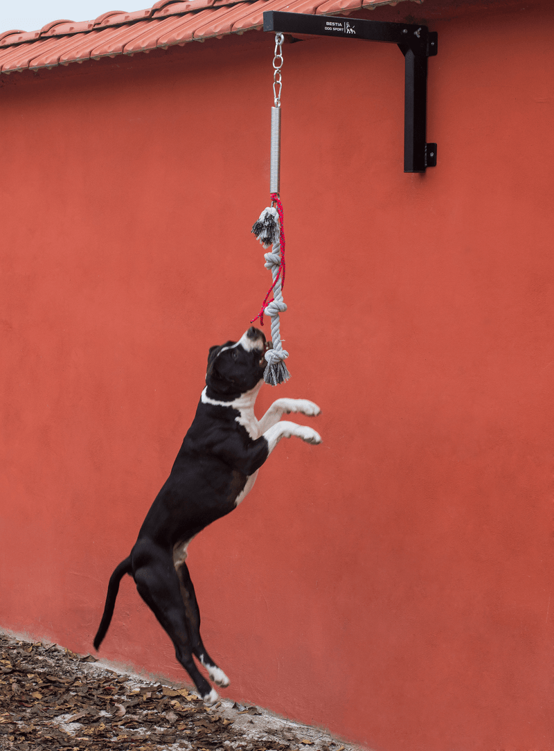 Leash pole sales