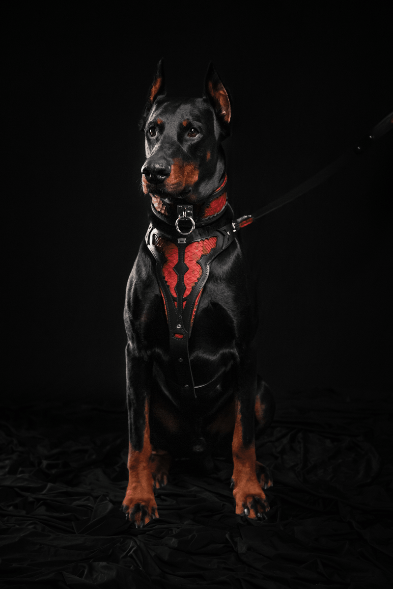The ''Red Dragon'' collar