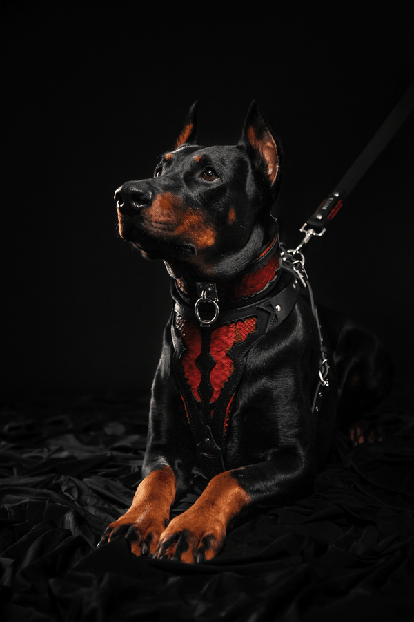 The ''Red Dragon'' collar