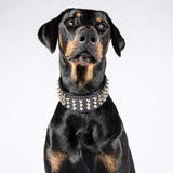 Doberman with Bestia studded leather dog collar