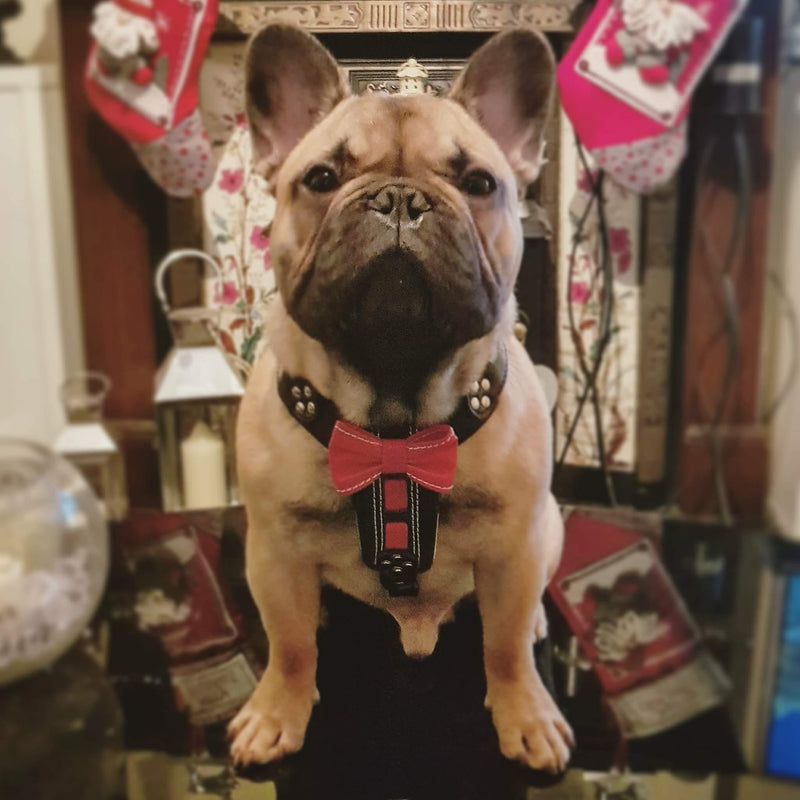 Bestia French Bulldog harness