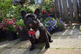 Black Frenchie with Bestia harness