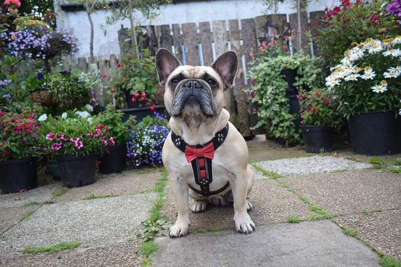 French Bulldog wearing a hand made leather harness by Bestia