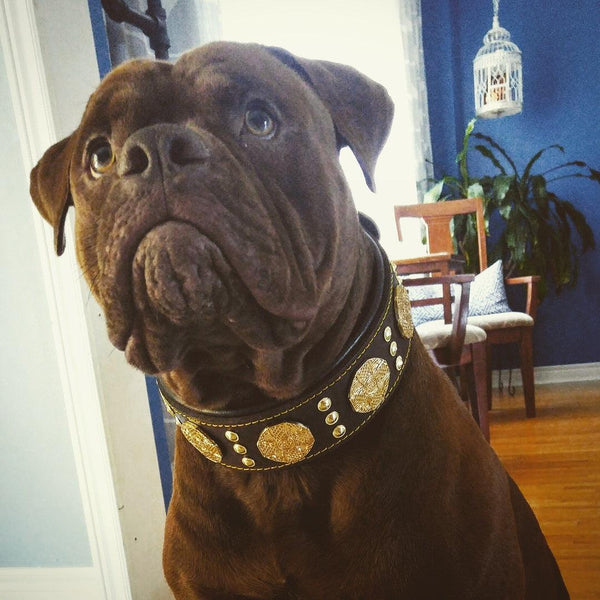 The "Maximus" brown collar - Bestia Dog Gear