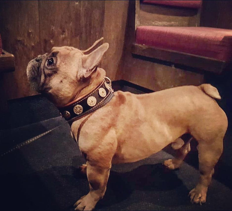 bestia dog gear Bestia "Bijou" leather dog collar. Studded. Unique Design and Quality – Bestia Dog Gear