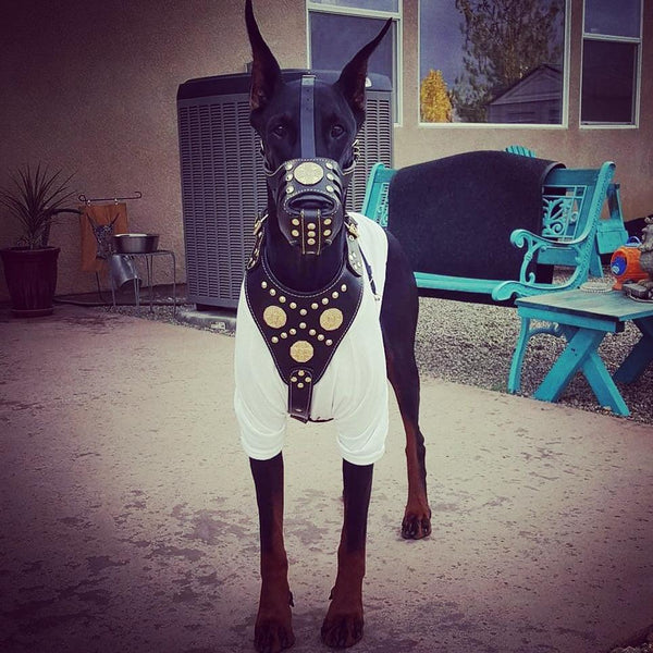 doberman wearing a Bestia leather Muzzle and harness