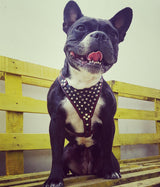 Bestia Frenchie Bulldog leather harness