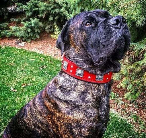 Big dog with red leather collar by Bestia