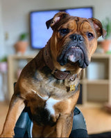 english Bulldog with Bestia leather collar